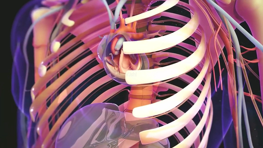 人体骨架三维动画效果展示