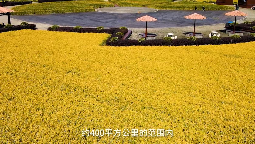 南京湖熟菊花园主题宣传片
