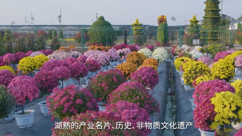 南京湖熟菊花园主题宣传片