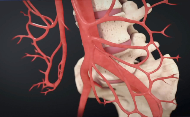 心脏血管分布医学三维动画学习素材